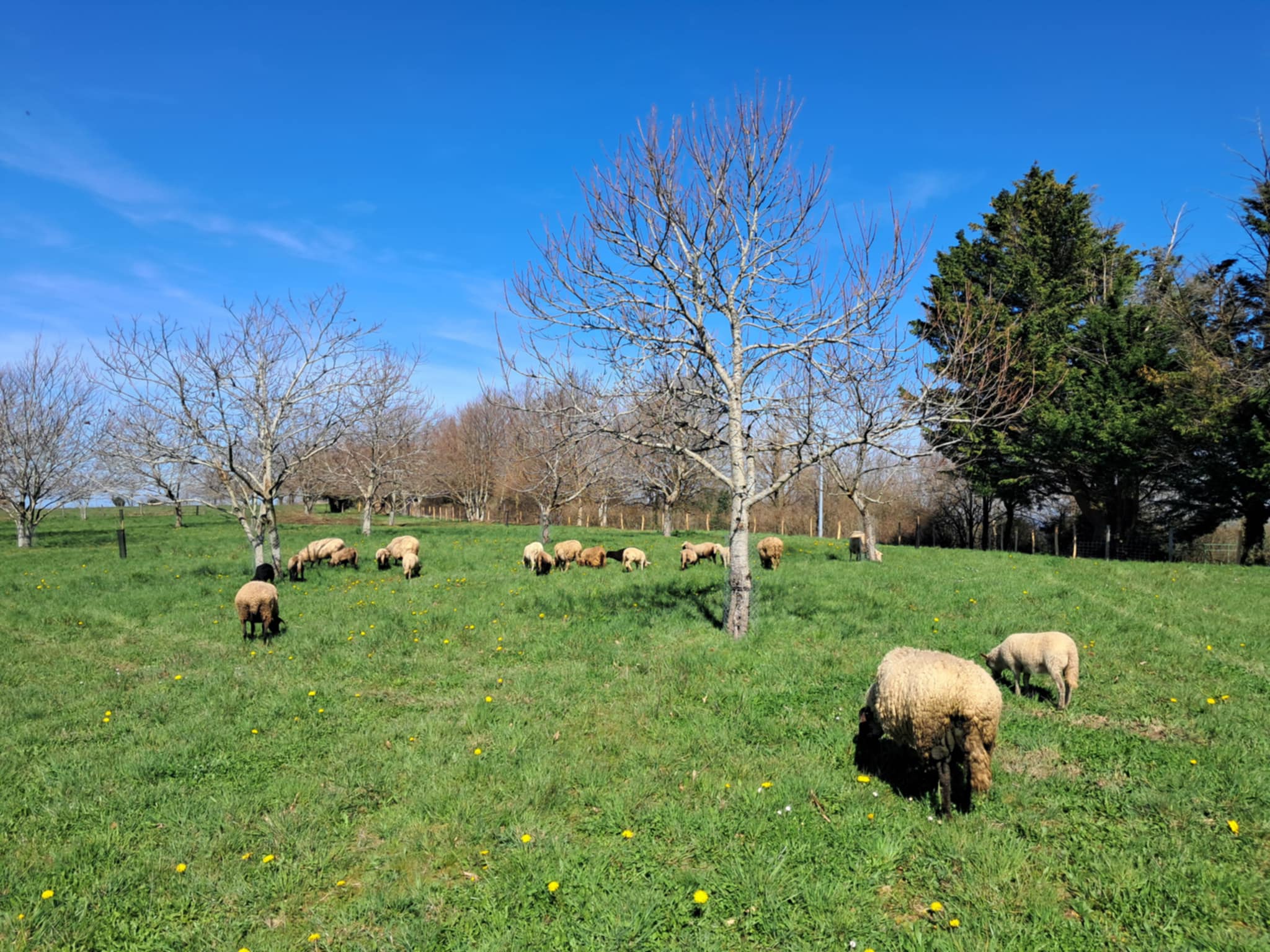 Lire la suite à propos de l’article Eco-Pâturage au Conservatoire du Châtaignier